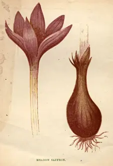 Portrait Plants Prints: Meadow Saffron