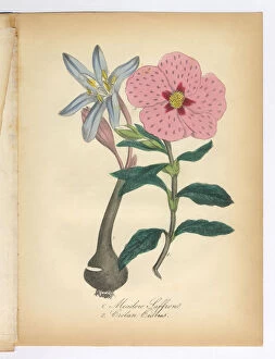 Images Dated 9th July 2015: Meadow Saffron and Cretan Cislus Victorian Botanical Illustration