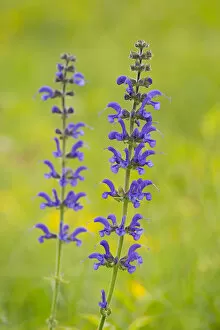 Images Dated 29th May 2013: Meadow Sage -Salvia pratensis-, flowering, Thuringia, Germany