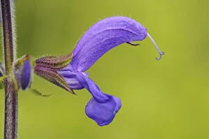 Images Dated 28th May 2010: Meadow Sage -Salvia pratensis-, single flower