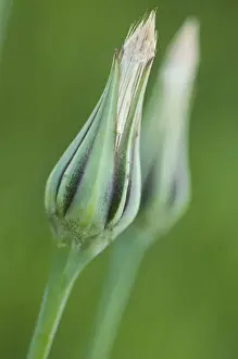 Asteridae Prints: Meadow salsify (Tragopogon orientalis)
