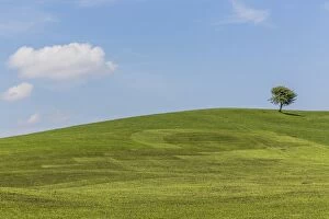 Meadow with solitary tree, cultural landscape, in Buching, Halblech, Allgau, Bavaria, Germany