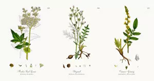 Images Dated 18th December 2017: Meadow Sweet Spiraea, Spiraea Ulmaria, Victorian Botanical Illustration, 1863