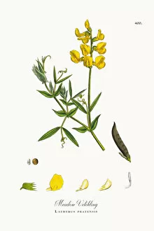 Images Dated 19th October 2017: Meadow Vetchling, Lathyrus pratensis, Victorian Botanical Illustration, 1863