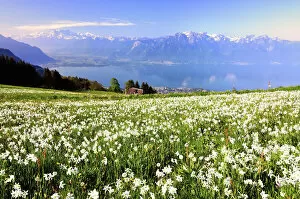 Meadow with white daffodils at Lake Geneva, Mt Dents du Midi at the back, Montreux, Canton of Vaud, Switzerland