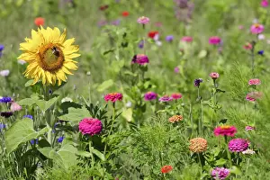 Varieties Prints: Meadow with wild flowers, Loir et Cher, France, Europe