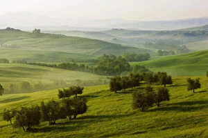 Morning Fog Gallery: Meadows, fields and olive trees in the morning light, Pienza, Val dOrcia, Tuscany, Italy, Europe