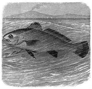 Scarce Prints: Meagre (Argyrosomus regius)