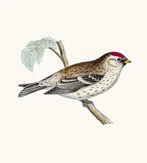 Mealy Redpoll bird