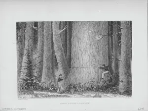 Prints of Engraving depicting two sailor from the Wilkes Expedition, measuring a huge tree in the pine forests of Oregon, USA, circa 1870-1880. (Photo by (F. Lewis/Archive Photos/Getty Images) Urban Echoes of America’s Golden Age: Measuring A Tree In Oregon