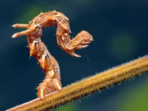 Insects On Earth Gallery: Measuring worm