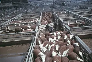 Meat Prints: Meat Packing Plant, Chicago