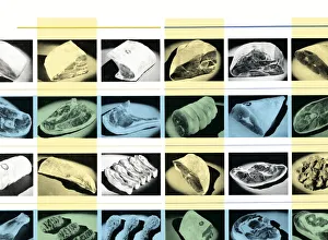Images Dated 19th January 2015: Meat pattern