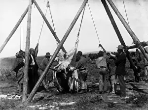 The Boer Wars Prints: Meat Supply
