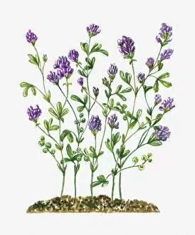 Plant Stem Gallery: Medicago sativa (Alfalfa) with clusters of purple flowers and green leaves on long stems