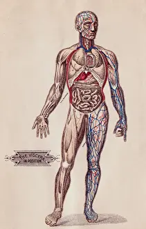 Medical Diagram of a Man's Body