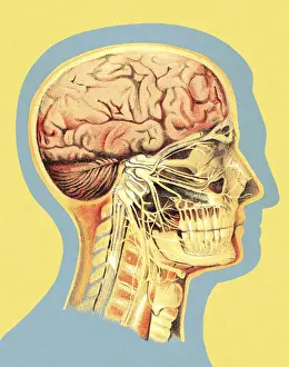 Illu Prints: Medical Illustration of Head