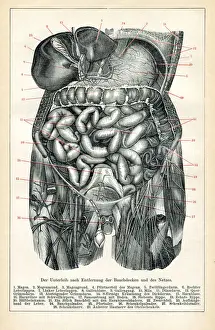 Medical illustration of the visceral and the internal organs 1898