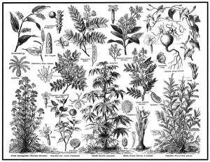 Medical plants
