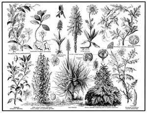 Rhubarb Prints: Medical plants