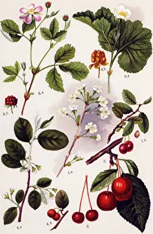 Medicinal and Herbal Plants