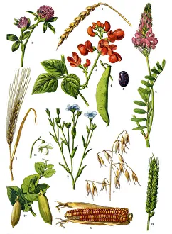 Images Dated 23rd December 2017: Medicinal and Herbal Plants