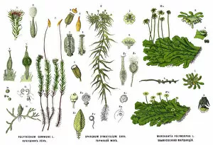 Images Dated 18th December 2017: Medicinal and Herbal Plants
