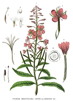Medicinal and Herbal Plants
