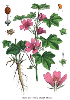 Cheeses Prints: Medicinal and Herbal Plants