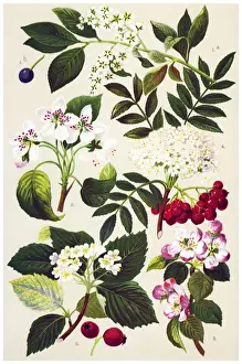 Rowan Prints: Medicinal and Herbal Plants