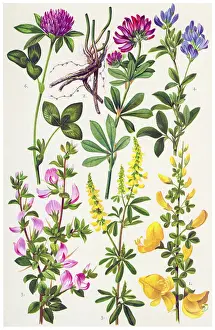 Medicinal and Herbal Plants