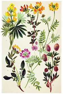 Woundwort Prints: Medicinal and Herbal Plants