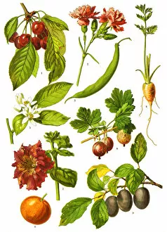 Medicinal and Herbal Plant Illustrations Collection: Medicinal and Herbal Plants, 1893, Antique illustration