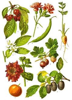 Medicinal And Herbal Plant Illustration Prints: Medicinal and Herbal Plants, 1893, Antique illustration