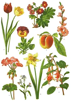 Pelargonium Prints: Medicinal and Herbal Plants