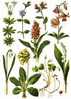 Medicinal and Herbal Plant Illustrations Collection: Medicinal and Herbal Plants Antique illustration 1893