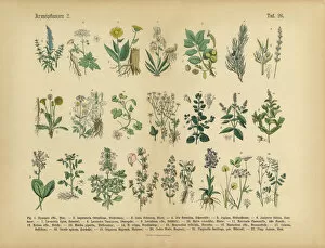 Isolated Collection: Medicinal and Herbal Plants, Victorian Botanical Illustration