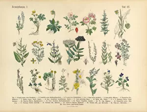 Images Dated 15th March 2016: Medicinal and Herbal Plants, Victorian Botanical Illustration