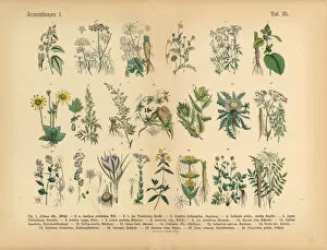 Images Dated 14th March 2016: Medicinal and Herbal Plants, Victorian Botanical Illustration