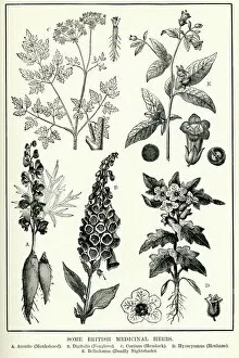 Images Dated 3rd May 2013: Medicinal Herbs