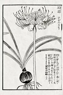 Images Dated 19th September 2015: Medicinal plant, 19 century Japanese botanical illustration