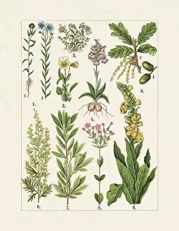 What's New: Medicinal and useful plants, chromolithograph, published in 1900