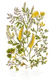 Images Dated 23rd June 2015: Medick and Black Medick Victorian Botanical Illustration