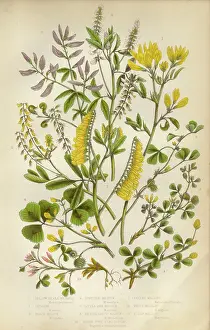 Medick and Black Medick Victorian Botanical Illustration