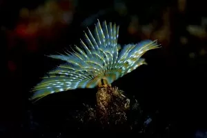 Marine Animal Collection: Mediterranean Fanworm or Feather Duster Worm -Sabella spallanzanii-, near Santa Maria, Azores