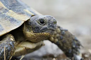 Images Dated 17th June 2009: Mediterranean Spur-thighed Tortoise -Testudo graeca-, portrait, Pleven Province, Bulgaria