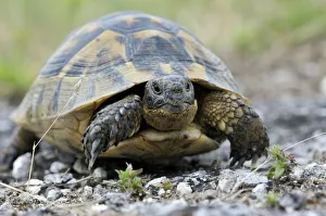 Images Dated 17th June 2009: Mediterranean Spur-thighed Tortoise -Testudo graeca-, Pleven Province, Bulgaria