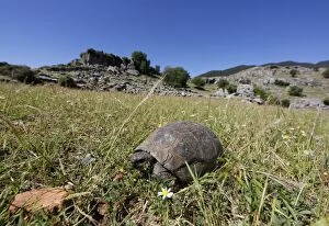Mediterranean Spur-thighed Tortoise -Testudo graeca- on grass, Koepruelue Canyon National Park, Antalya Province