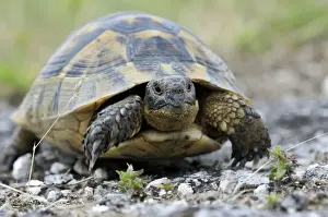 Reptilia Prints: Mediterranean Spur-thighed Tortoise -Testudo graeca-, Pleven Province, Bulgaria