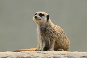 Images Dated 30th March 2011: Meerkat -Suricata suricatta-